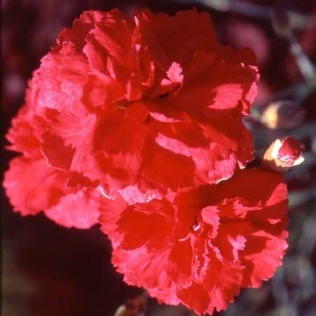 Nellike Dianthus plumarius ´David´