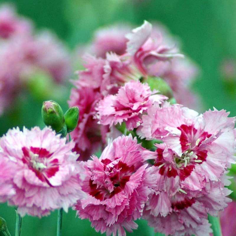 Dianthus plumarius Maggie
