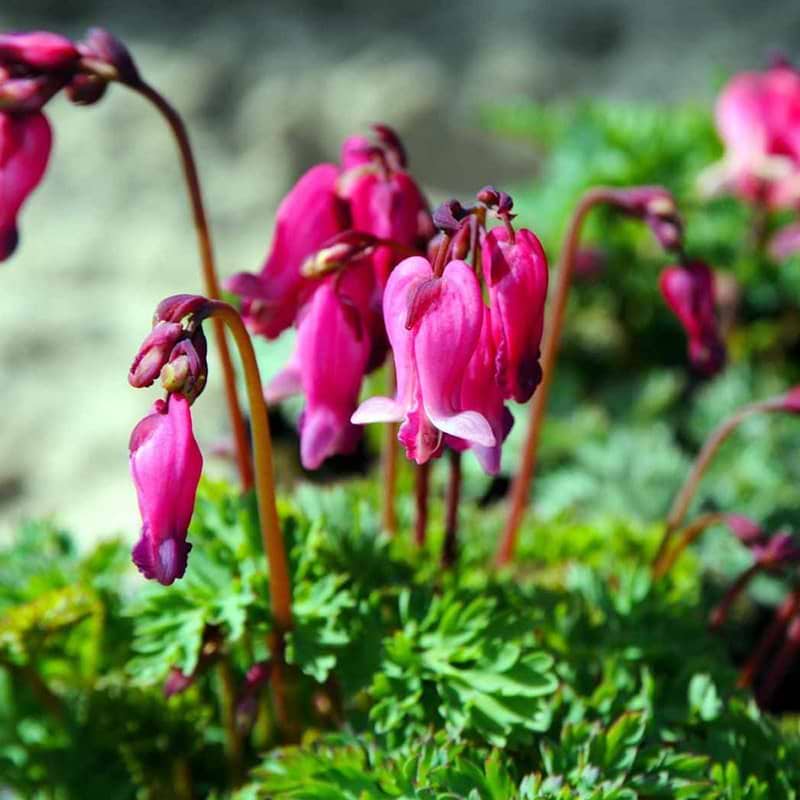 Hjerteblomst Dicentra Burning Hearts