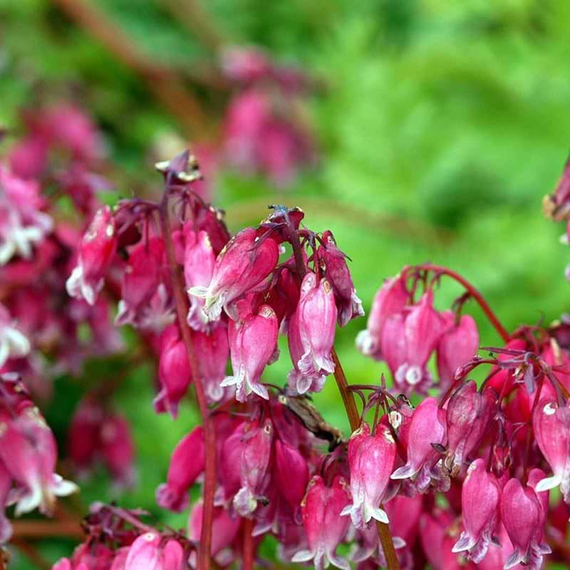 Hjerteblomst 