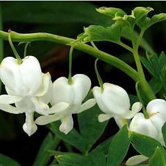 Hjerteblomst (Dicentra spectabilis 'Alba') Potte 11,5 cm