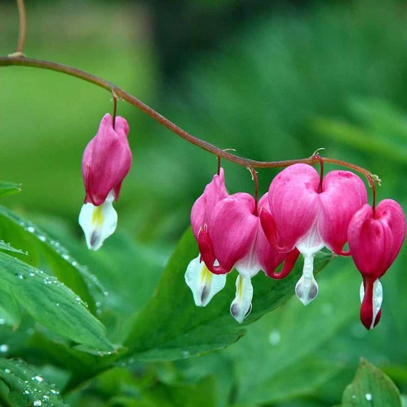 Hjerteblomst 