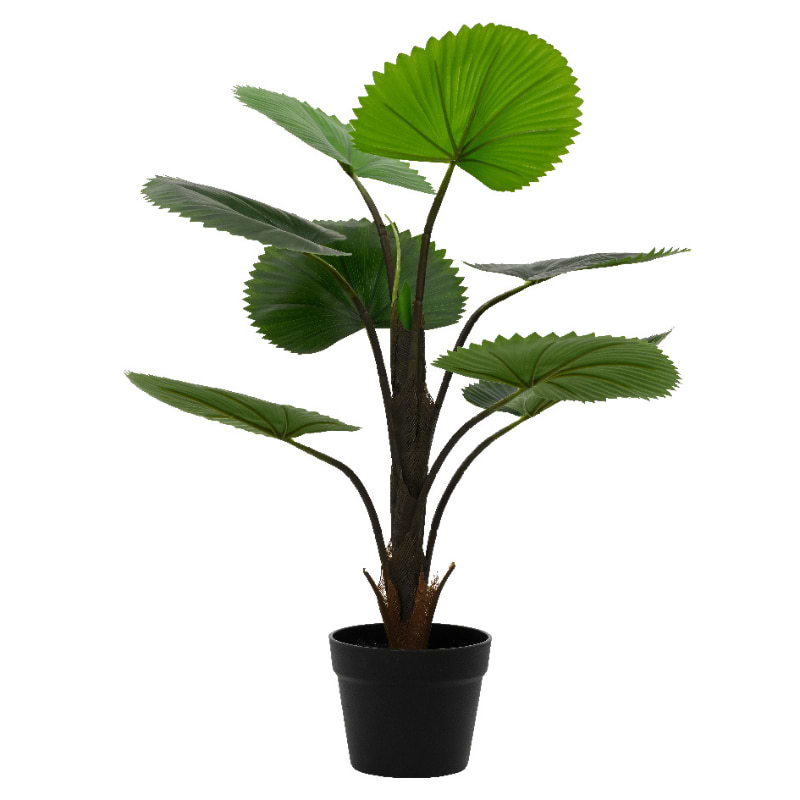 licuala palme