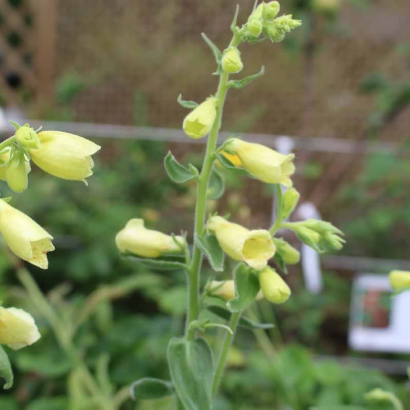 Digitalis ambigua Carillon