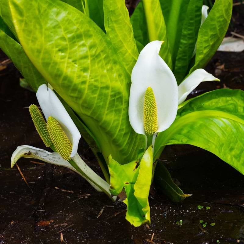 Hvid kæmpekalla (Lysichiton camtschatcensis)