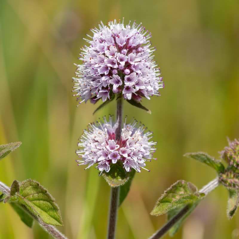 Vandmynte (Mentha aquatica)