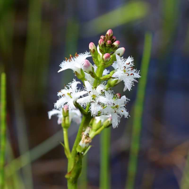 Bukkeblad (Menyanthes trifoliata)