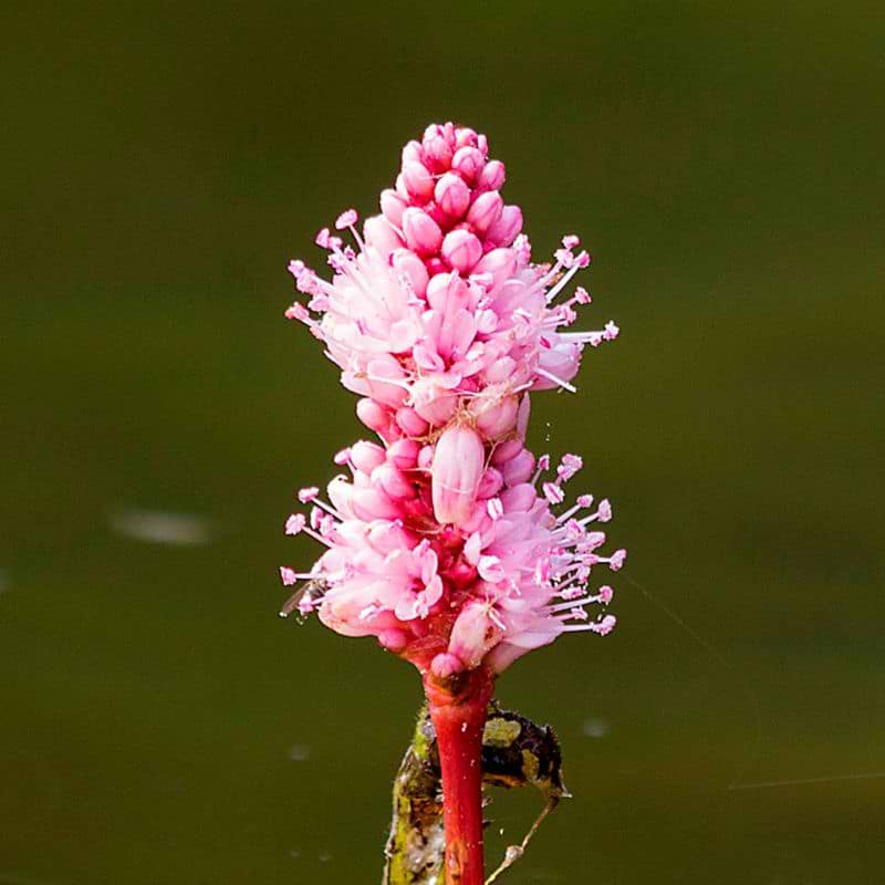Vandpileurt (Persicaria amphibia)