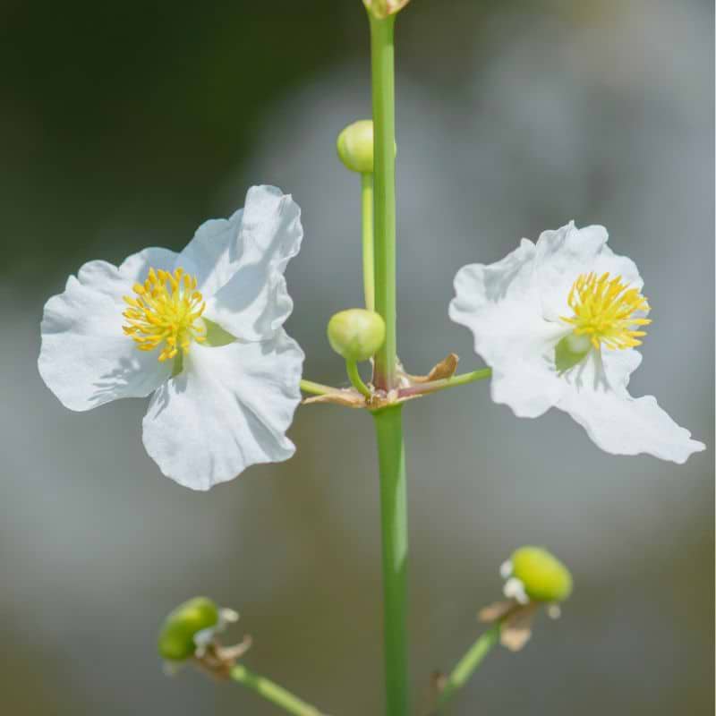 Vejbred-Skeblad (Alisma plantago-aquatica)