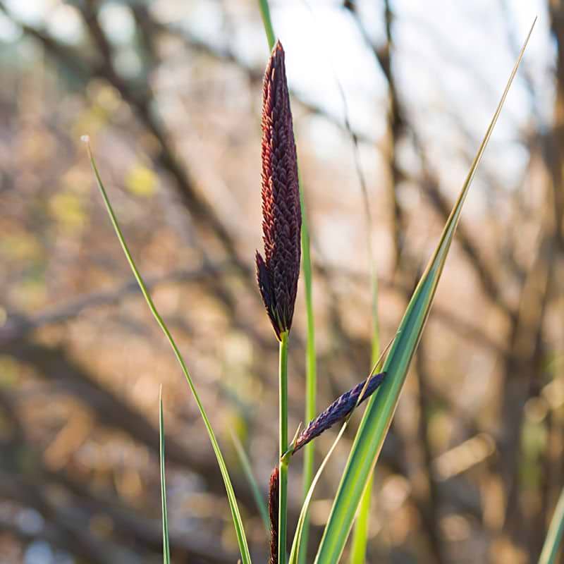 Tykakset star (Carex riparia) 