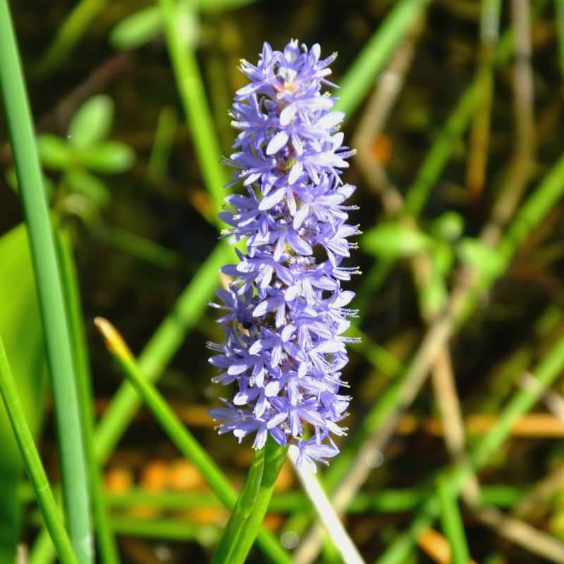 Hjerte Vandkærte (Pontederia cordata) - Flere varianter