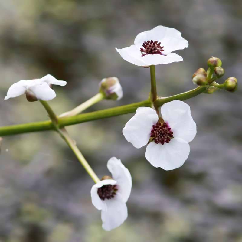 Pilblad (Sagittaria sagittifolia) - Flere varianter