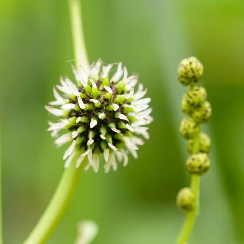 Grenet Pindsvineknop (Sparganium erectum)
