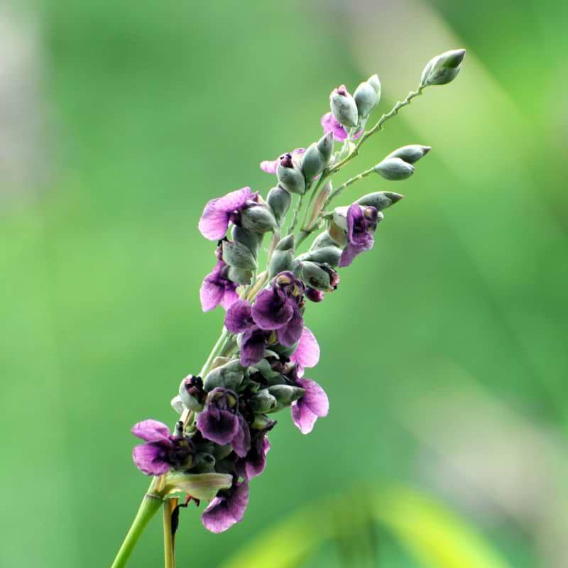 Thalia dealbata