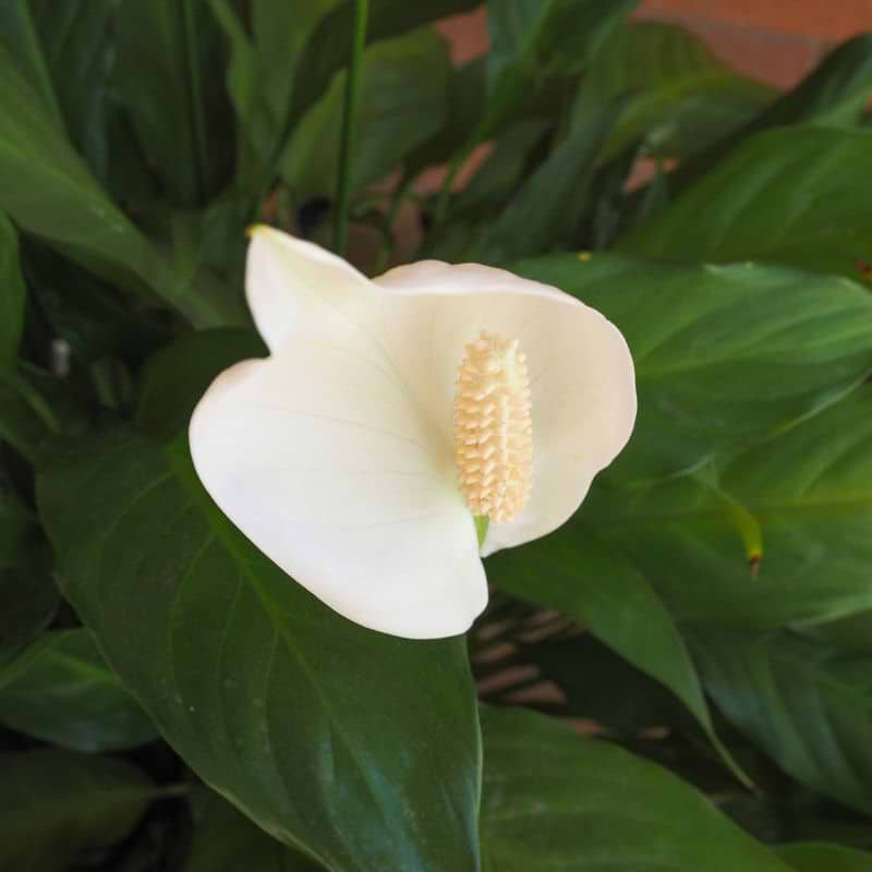 Kærmysse (Calla palustris)