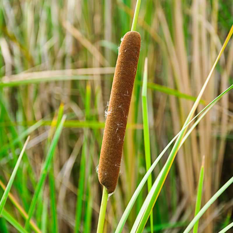 Dunhammer Smalbladet (Typha angustifolia) - Flere varianter
