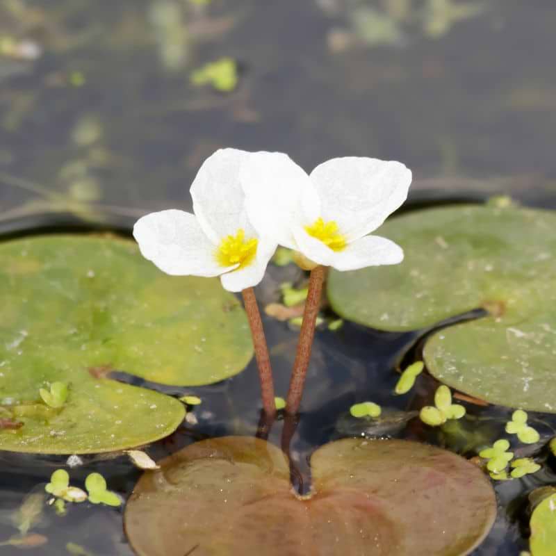 Frøbid (Hydrocharis Morsus-Ranae)