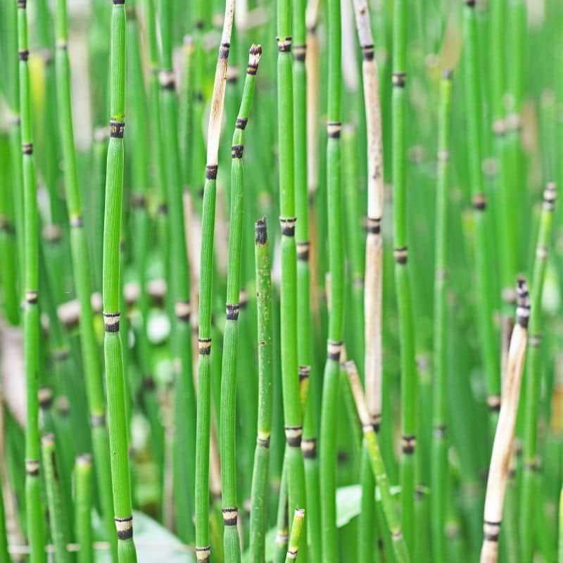 Ager-padderok (Equisetum hyemalle 'Japonicum')