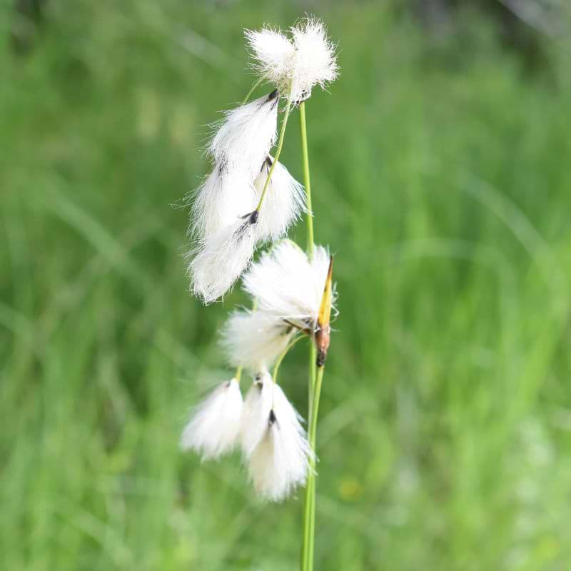 Kæruld Smalbladet (Eriophorum angustifolium)