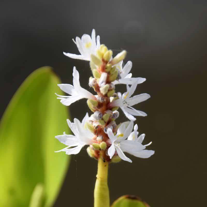 Hjerte Vandkærte (Pontederia cordata 'Alba')