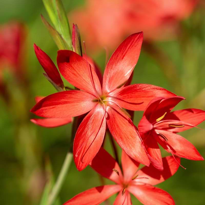 Kaffelilje (Schizostylis coccinea 'Major')