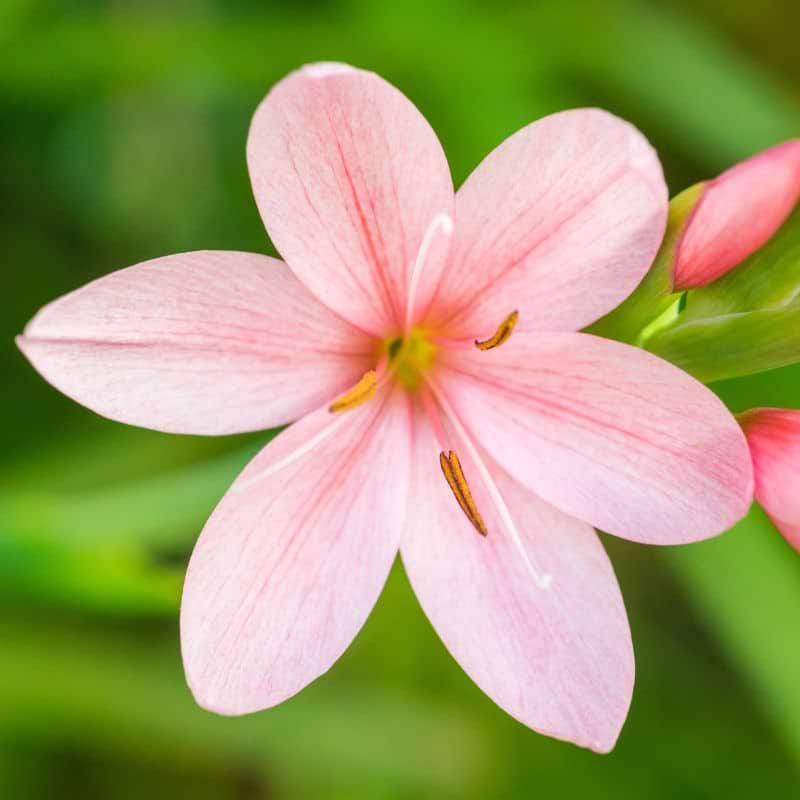 Schizostylis Coccinea Mrs. Hagerty