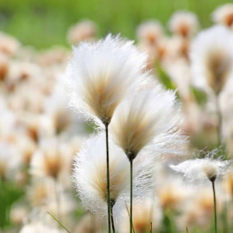 Rust-kæruld (Eriophorum russeolum)