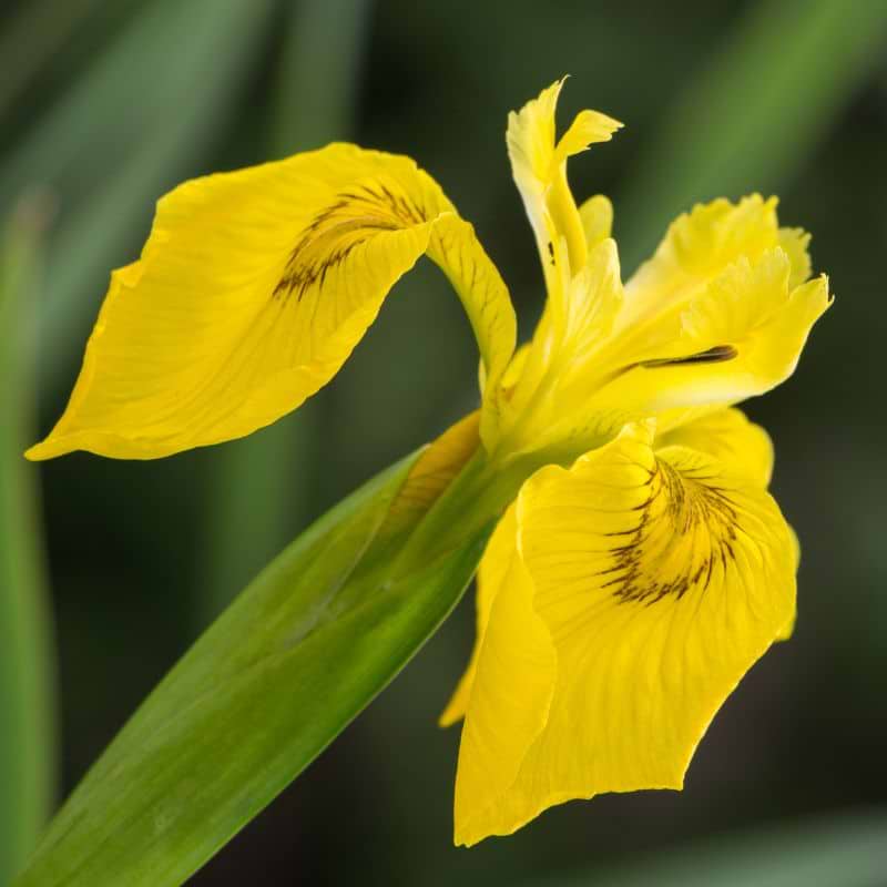 Iris Gul (Iris pseudacorus 'Variegata')