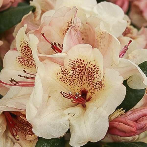 Rhododendron Viscy visky