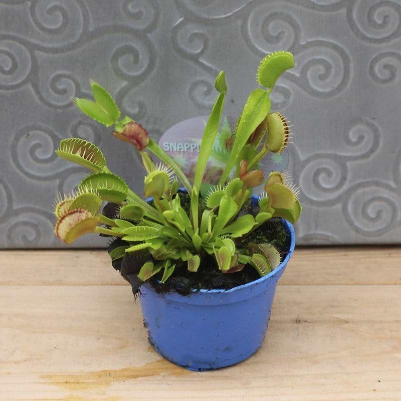 Nepenthes