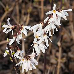 Sneforsythia (Abeliophyllum distichum) 30-50 cm