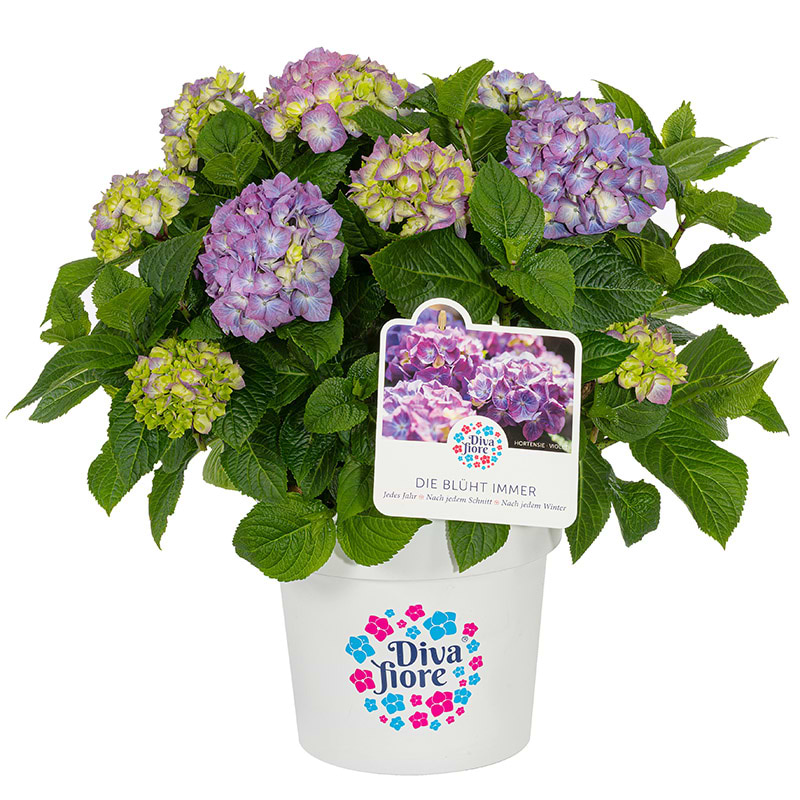 Hortensia lilla