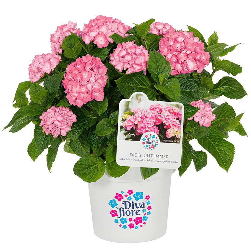 Hortensia rosa