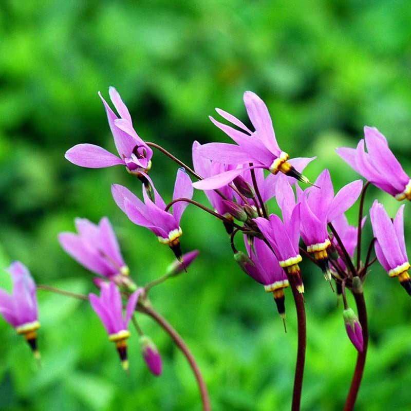 Gudeblomst lilla