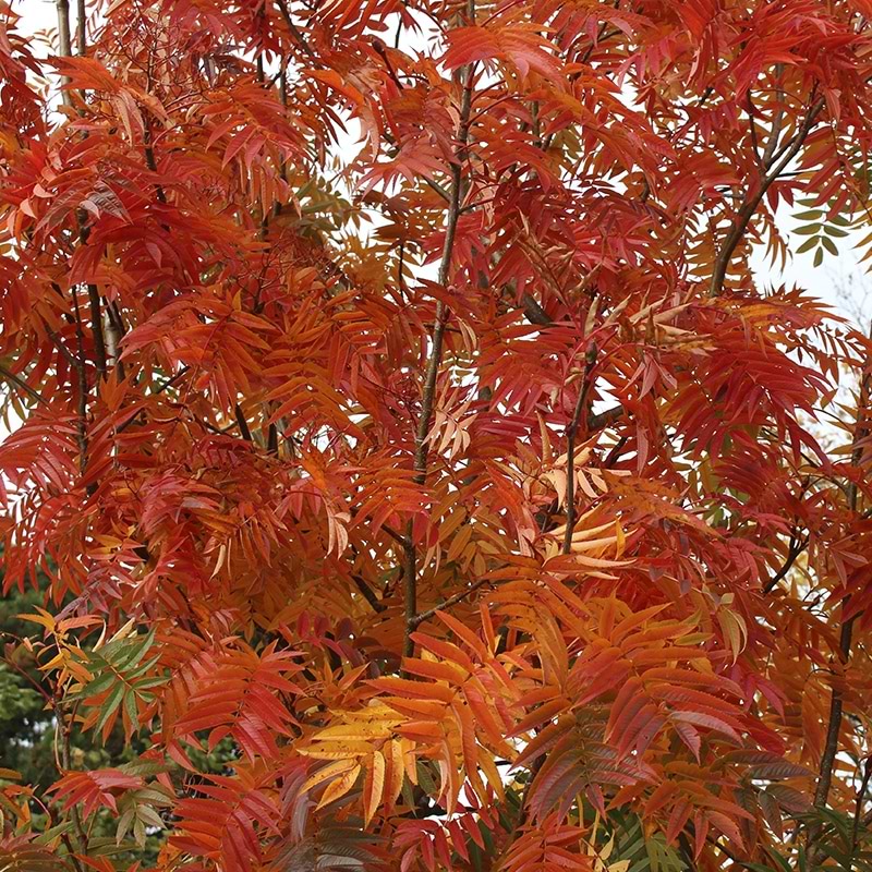Koreansk Røn (Sorbus 'Dodong') Flerstammet - Flere varianter
