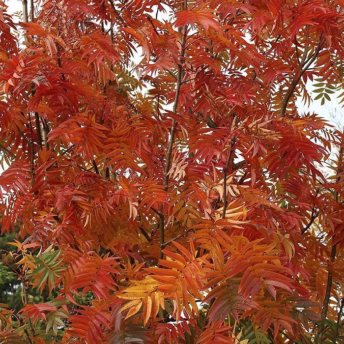 Koreansk Røn (Sorbus 'Dodong') Flerstammet - Flere varianter