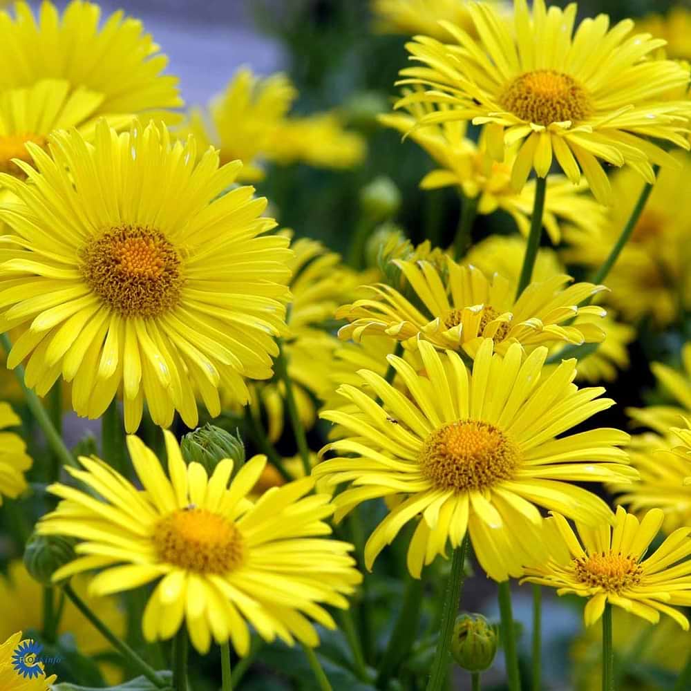 Gemserod (Doronicum orientale 'Little Leo')