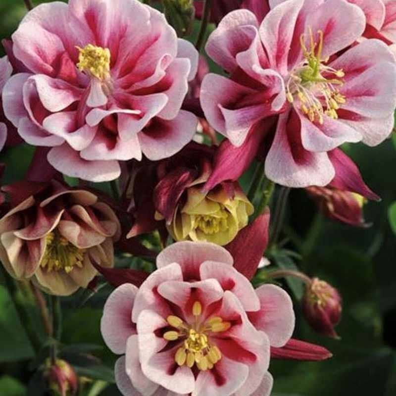 Akeleje Winky Double Rose and White