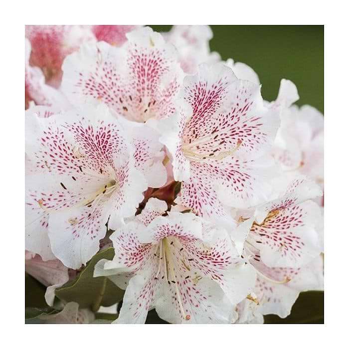 gelbtafeln wann aufhängen rhododendron Gelbtafeln (kleinformatig) von Neudorff gegen Trauermücken und Co –  Neudorff Shop main image 1