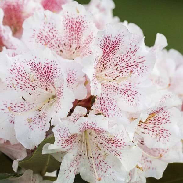 rhododendron