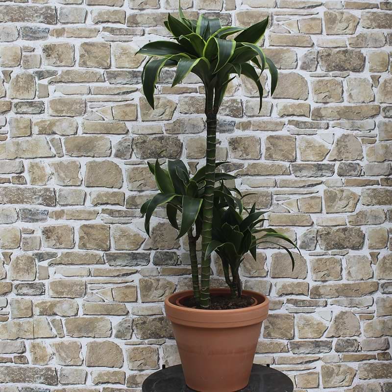 Dracaena Dorado 