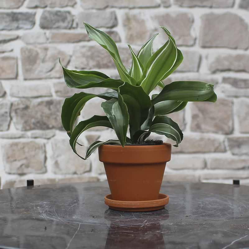 Dracaena Dragontree 'Kanzi'