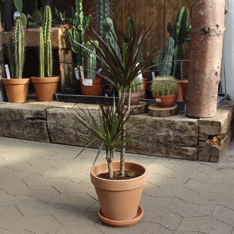 Dracaena Magenta i skjuler