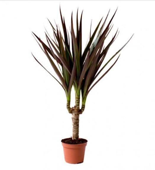 miniplante