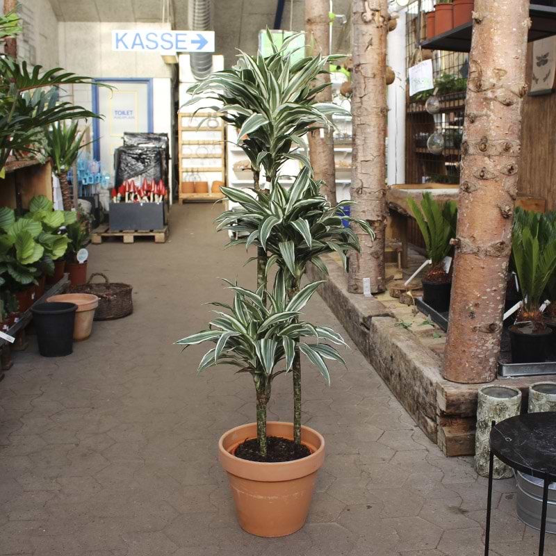 Dracaena white jewel