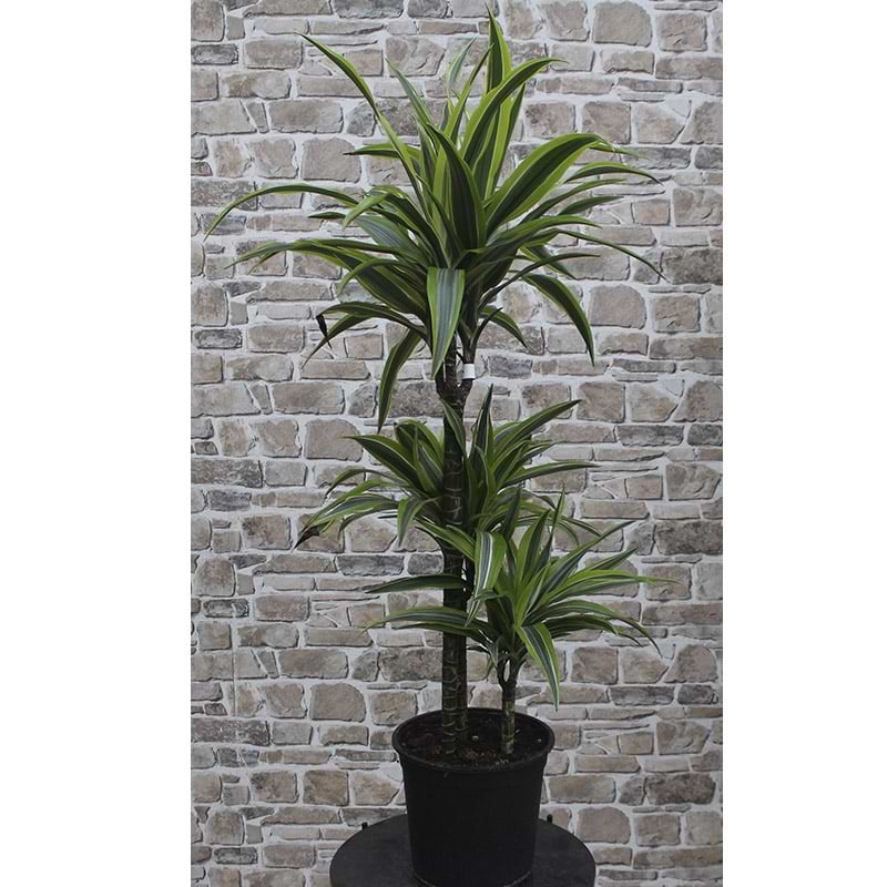 Dracaena lemon lime