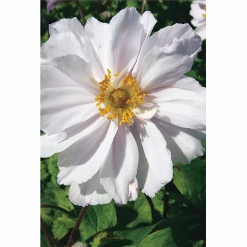 Anemone Dreaming Swan
