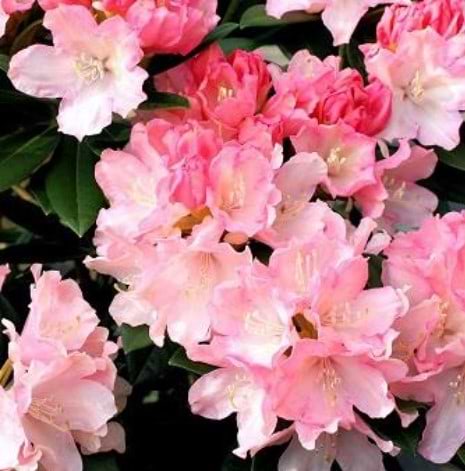 Rhododendron Dreamland