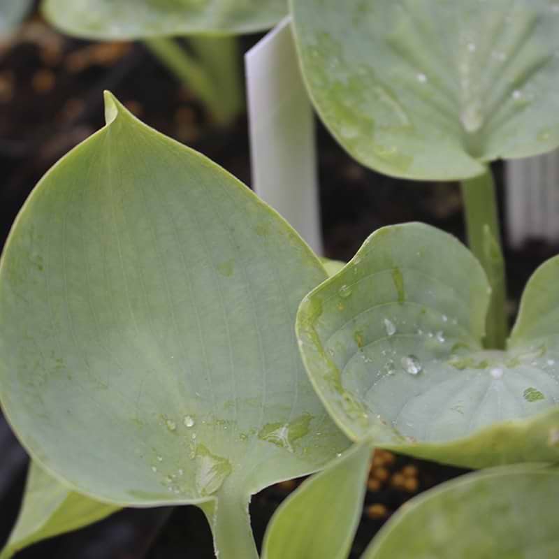 hosta 