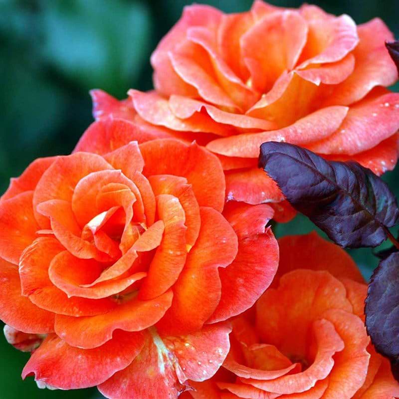Dronning Ingrid storblomstrende rose 